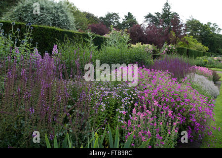 La Salvia x sylvestris 'Dear Anja', 'Kalimeris Anotonia'. Geranio 'Patricia' nei bordi doppi a Newby Hall, Yorkshire, Regno Unito Foto Stock