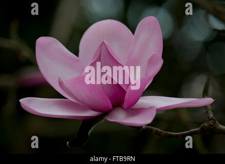 Magnolia campbellii a Kew Gardens, London, Regno Unito in Marzo Foto Stock