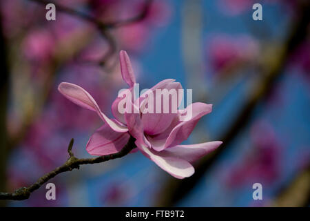 Magnolia campbellii in Kew Gardens, London, Regno Unito Foto Stock