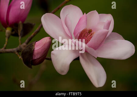 Il nucleo dello stimma di Magnolia campbellii in marzo a Kew Gardens, London, Regno Unito Foto Stock