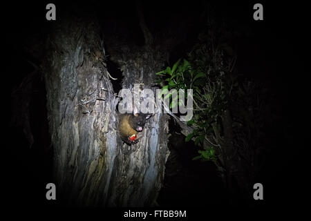 Possum mangiando un Apple in un albero, Mosquito bay camping massa nel Parco nazionale Abel Tasman, Isola del Sud, Nuova Zelanda Foto Stock