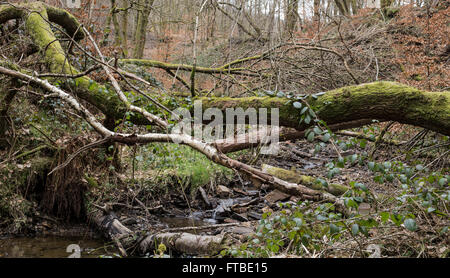 Tockholes boschi, Roddlesworth boschi, vicino a Blackburn con Darwen, Lancashire. Foto Stock