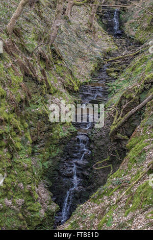 Tockholes boschi, Roddlesworth boschi, vicino a Blackburn con Darwen, Lancashire. Foto Stock