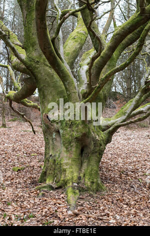 Tockholes boschi, Roddlesworth boschi, vicino a Blackburn con Darwen, Lancashire. Foto Stock