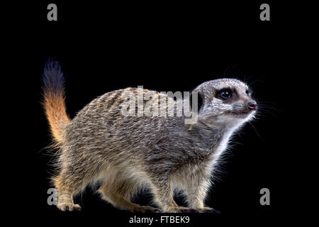 Meerkat (Suricata suricatta) Foto Stock