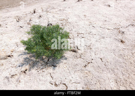 Unica struttura sul sale di una terra bianca. La foresta di mangrovie in terra arida terra natura pieno di sale sulla pelle. Foto Stock