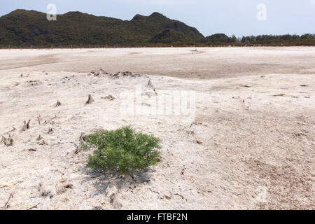 Unico albero su fondo bianco. La foresta di mangrovie in terra arida terra natura pieno di sale sulla pelle. Foto Stock