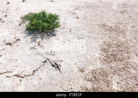 Unico albero su una terra bianca. La foresta di mangrovie in terra arida terra natura pieno di sale sulla pelle. Foto Stock