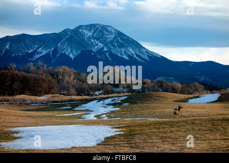 Cervi e una vista del picco di spagnolo nei pressi di La Veta, Colorado, STATI UNITI D'AMERICA Foto Stock