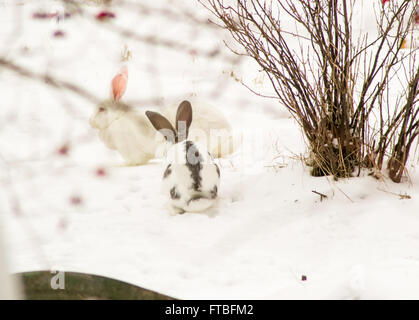Animali Animali domestici mammifero simpatico coniglio baby fluffy Foto Stock