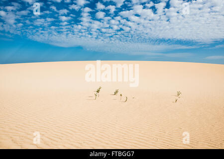 Le dune di sabbia bianca e le Dune di Corralejo parco naturale, Corralejo, Fuerteventura, Isole Canarie, Spagna Foto Stock