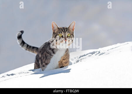 Cat a piedi attraverso la neve fresca, Baviera, Germania Foto Stock