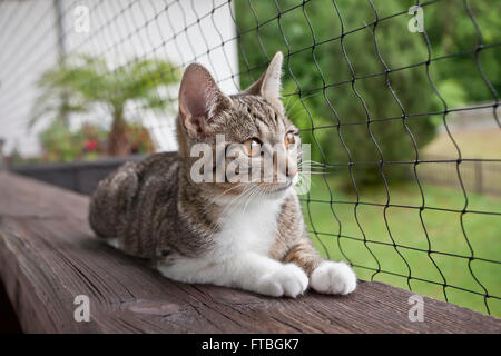 Il gatto domestico è sdraiato su un balcone di fronte a una rete Foto Stock