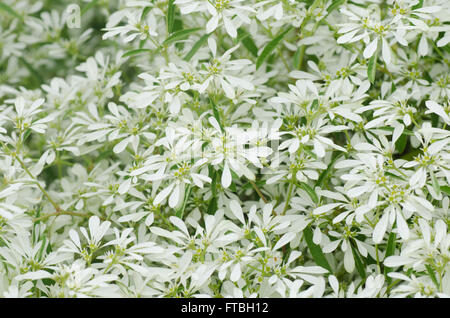 Fiori bianchi sullo sfondo - Euphorbia Lotsy leucocephala Foto Stock