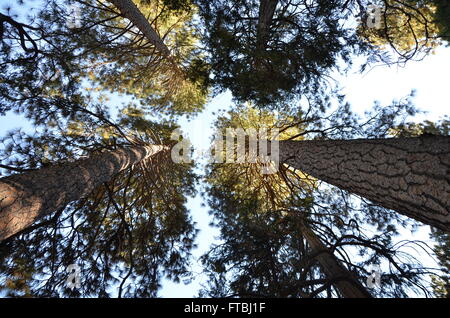 Una vista di Yosemite National Park, il Parco Nazionale di Yosemite in California, Stati Uniti d'America Foto Stock