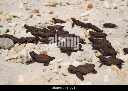 Recentemente schiuse hawksbill tartaruga di mare bambini presso l'isola di Aride, Seicelle Foto Stock