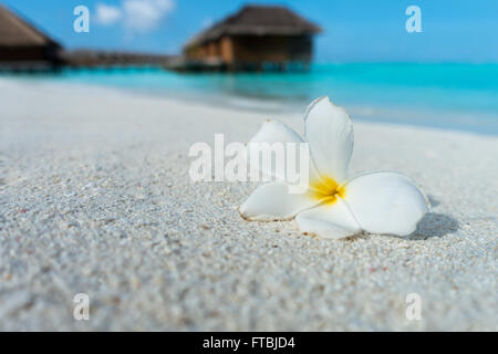 Fiore di frangipani su una spiaggia di sabbia bianca, Meeru, Maldive Foto Stock