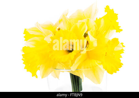 Yellow Daffodils isolato su bianco. Foto Stock