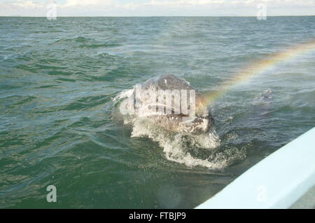 Giovani balena grigia ( baby balena ) si avvicina piccola imbarcazione a motore. Umidità dal foro di sfiato catture sun per formare rainbow. Foto Stock