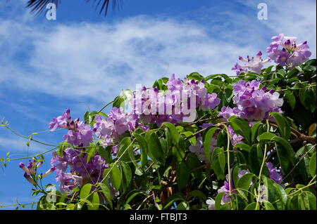 Fiori viola. Mansoa alliacea Foto Stock