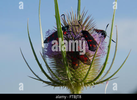 Burnett Moth sull Teasel Foto Stock