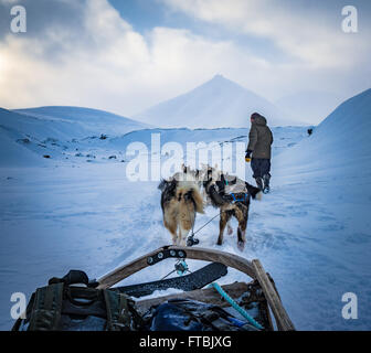 Lo sleddog Scott Turnerbreen ghiacciaio, vicino a Longyearbyen, Spitsbergen, Svalbard Foto Stock