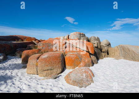 La baia di incendio in Tasmania è fatta di lichene arancione coperte di massi di granito, TAS, Australia Foto Stock