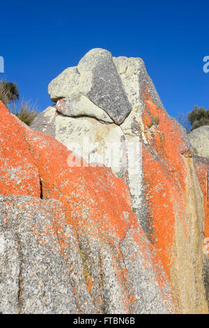 La baia di incendio in Tasmania è fatta di lichene arancione coperte di massi di granito, TAS, Australia Foto Stock