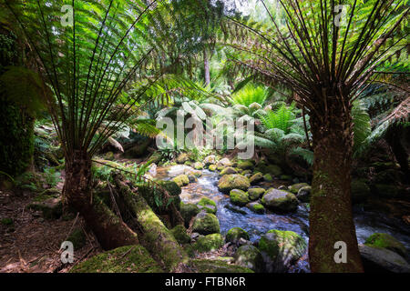 San Columba cade in una foresta temperata, Tasmania, Australia Foto Stock