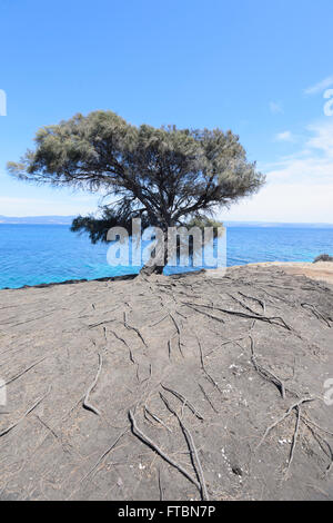 Albero isolato con radici esposte, Maria Island National Park, la Tasmania, Australia Foto Stock