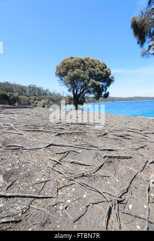 Albero isolato con radici esposte, Maria Island National Park, la Tasmania, Australia Foto Stock