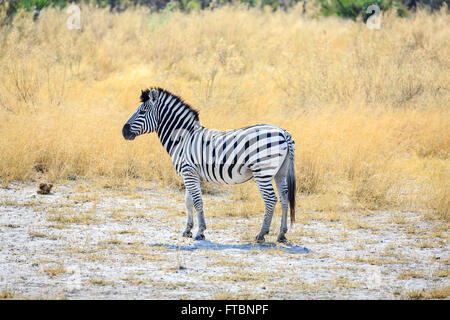 Pianure o Burchell's zebra (Equus quagga), Camp Sandibe, mediante la Moremi Game Reserve, Okavango Delta, Botswana, Sud Africa Foto Stock