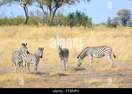 Pianure o Burchell's zebra (Equus quagga), Camp Sandibe, mediante la Moremi Game Reserve, Okavango Delta, Botswana, Sud Africa Foto Stock