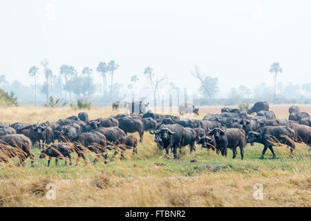 Mandria di bufali (Syncerus caffer) sulla banca del fiume di delimitazione del Moremi Game Reserve, Okavango Delta, Botswana Foto Stock