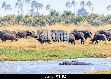 Mandria di bufali (Syncerus caffer) sulla banca del fiume di delimitazione del Moremi Game Reserve, Okavango Delta, Botswana Foto Stock