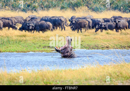 Ippopotamo (Hippopotamus amphibius) sbadigli a una mandria di bufali, Moremi Game Reserve, Okavango Delta, Botswana, Africa Foto Stock