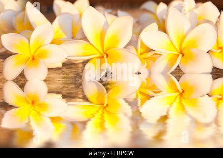 Fiori di frangipani (plumeria) Contesto Foto Stock