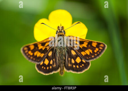 Skipper a scacchi (Carterocephalus palaemon) appollaiato su un ranuncolo, Mönchbruch Riserva Naturale, Hesse, Germania Foto Stock