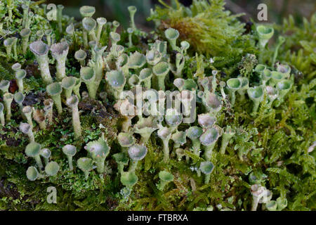 Pixie Cup Lichen (Cladonia pyxidata) Foto Stock