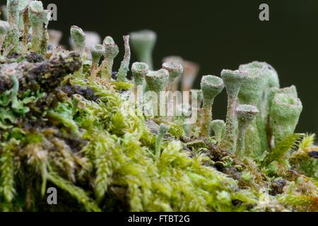 Pixie Cup Lichen (Cladonia pyxidata) Foto Stock