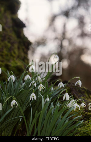 Galanthus, Galanthus nivalis, Snowdrop, comune Snowdrop, equo cameriere di febbraio, ...un fiore d'inverno. Foto Stock