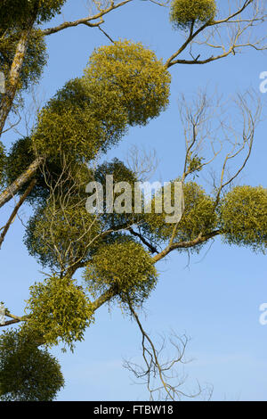 Vischio europeo (Viscum album) su legno di pioppo Foto Stock