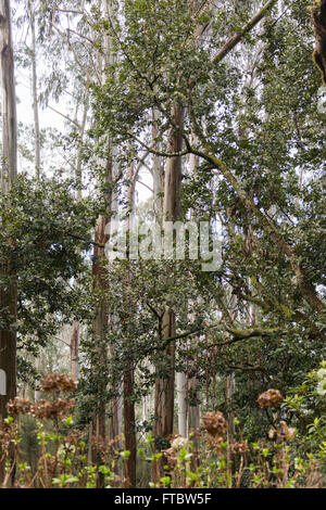 Gli alberi di alloro in Madeira isola portoghese Foto Stock