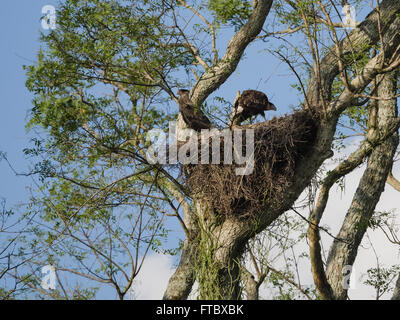 Il nord del crested caracara (Caracara cheriway) nesting in Ibera zona umida di Argentina Foto Stock