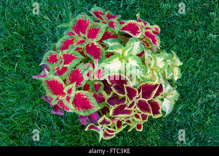 Una pentola di colorati misti foglie coleus Foto Stock