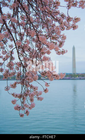 Washington DC, Stati Uniti d'America. 27 Marzo 2016.giapponese fiori di ciliegio sono in piena fioritura la Domenica di Pasqua a Washington, DC. Un dono dal governo giapponese oltre cento anni fa, i ciliegi attirare centinaia di migliaia di visitatori del bacino di marea. Credito: Patsy Lynch/Alamy Live News Foto Stock