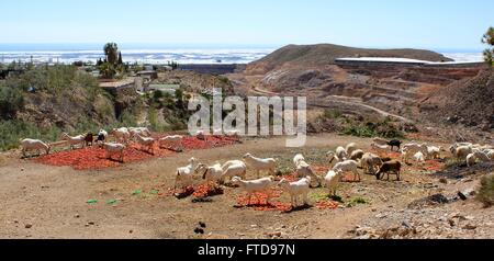 Andalusa di capre e pecore mangiano i pomodori scartati nelle colline Foto Stock