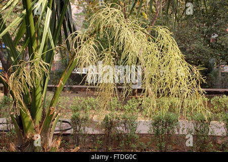 Livistona chinensis, Cinese ventola, Palm tree palm con ventola variamente sagomato split lascia, terminale corona, crema di fiori colorati Foto Stock
