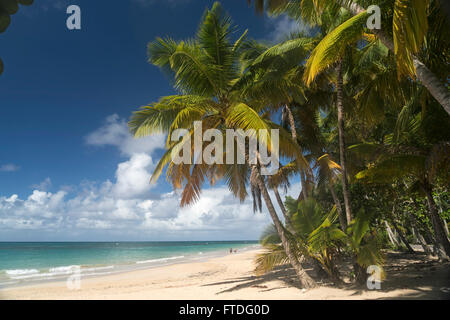 Spiaggia orlata di palme in Las Terrenas, penisola di Samana Repubblica Dominicana, Caraibi, America, Foto Stock