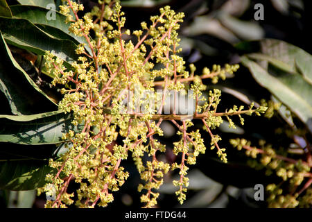 Il Mango Tree in fiore, Mangifera indica, albero sempreverde, foglie lanceolate, giallo pallido fiori e frutta drupa, molte cultivar Foto Stock